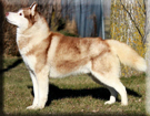 Kristari's RUDOLPH VALENTINO Photo by Winter Melody
