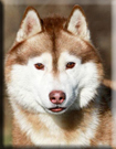 Kristari's RUDOLPH VALENTINO Photo by Winter Melody