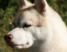 Husky - Vixen