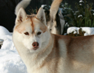 Husky - Vixen