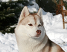Husky - Vixen