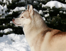 Husky - Vixen