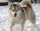 Husky - Vixen