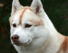 Husky - Vixen