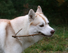 Husky - Vixen