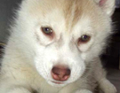 Husky - Vixen