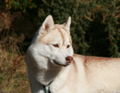Husky - Vixen