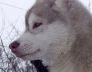 Husky - Vixen