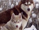 Husky - Vixen & Sachem