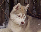 Husky - Vixen