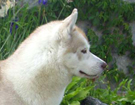 Husky - Vixen