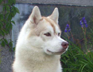 Husky - Vixen