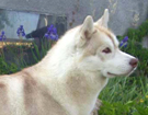 Husky - Vixen