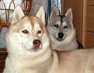 Husky - Vixen & Queen