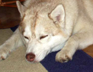 Husky - Vixen