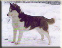 Ch. PALMBEACH of Artic Sun fot. Archiwum