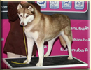 Ch. Artic Blue's LADY STENSON fot. Archiwum