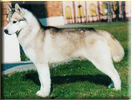 Ch. Artic Blue's EXPLORER fot. Archiwum